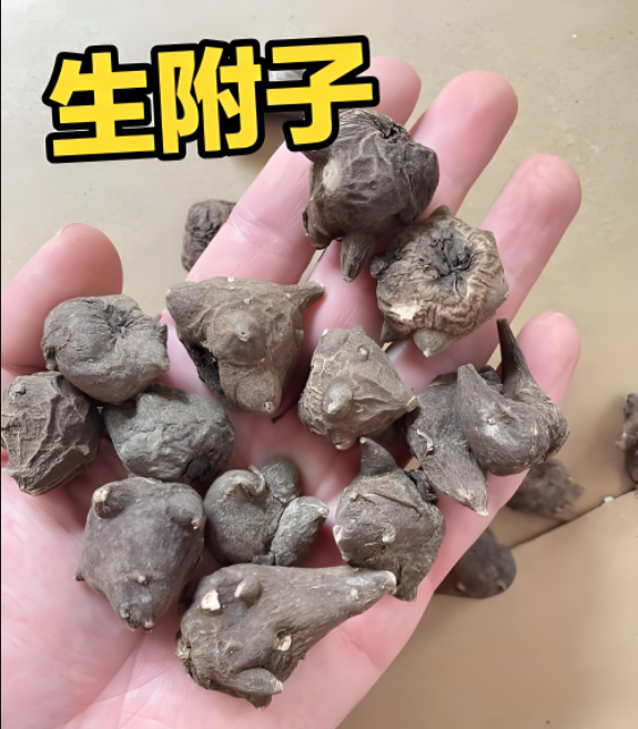 附子2.png