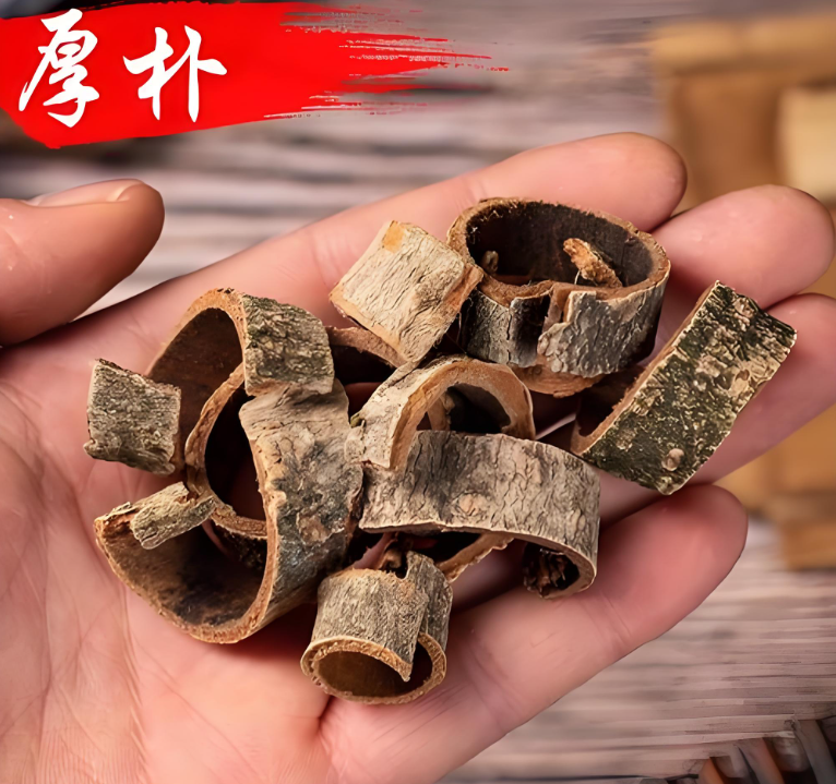 厚朴2.png